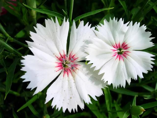 花，花好月圆人长久（72种鲜花欣赏图片）