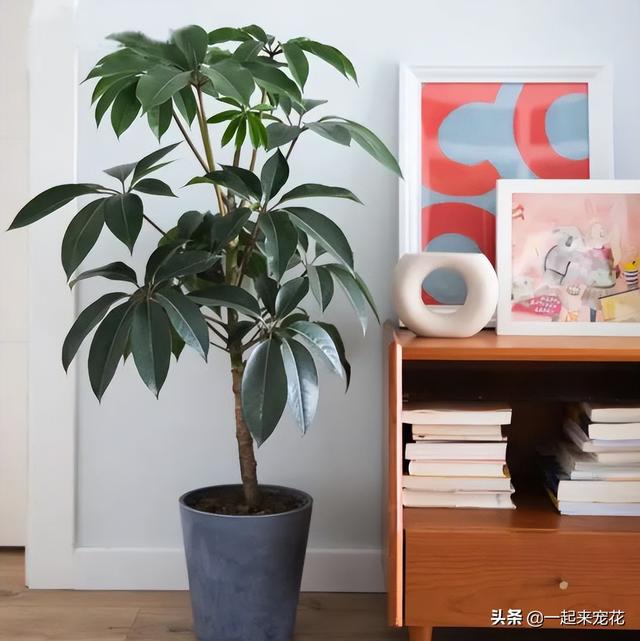 植物的叶子还有什么作用，植物的叶子还有什么作用和功能（5种叶子好看的植物）