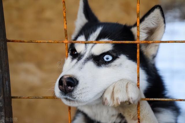 雪橇犬三傻是哪三傻（\