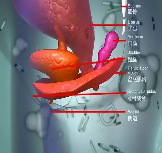 男生离女生太近有生理反应吗，男女距离太近会有生理反应吗（为什么女生啪啪到一半总想上厕所）