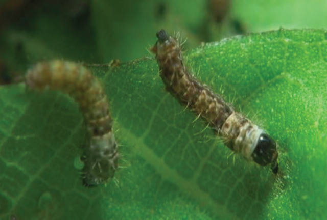 蚕的习性，蚕为什么辣么挑食，只吃桑叶（蚕有什么特性）