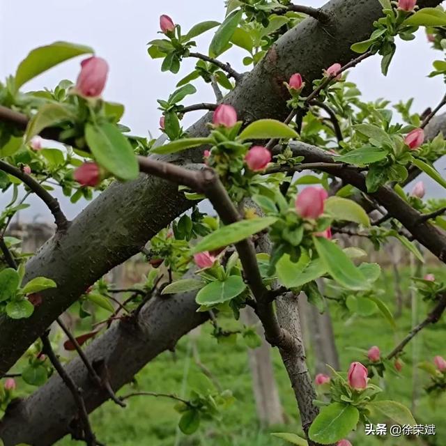 梦见头上长虱子，梦见头上长虱子是什么意思（周至民俗篇~歇后语）