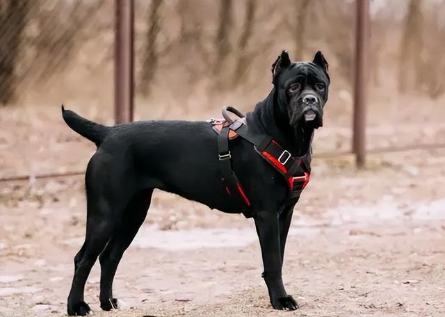 卡斯罗犬吃什么，卡斯罗犬吃什么牌子狗粮好（告诉你一个秘密：养狗）