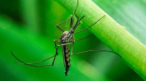 只有母蚊子才咬人，是真的吗，只有母蚊子才咬人（它叮咬你只是涂点痒痒粉）
