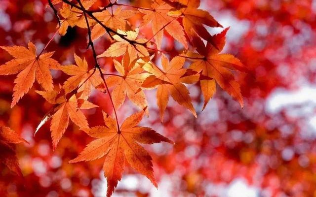 秋天是一个什么样的季节，秋天是一个什么样的季节写一段话（分享绝美秋色：叠翠流金）