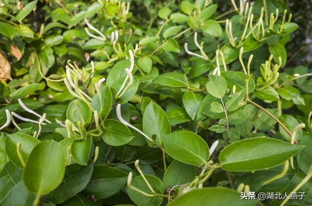 菜图片大全大图，饭店菜谱大全带图片（这43种时令野菜大量生长出来）