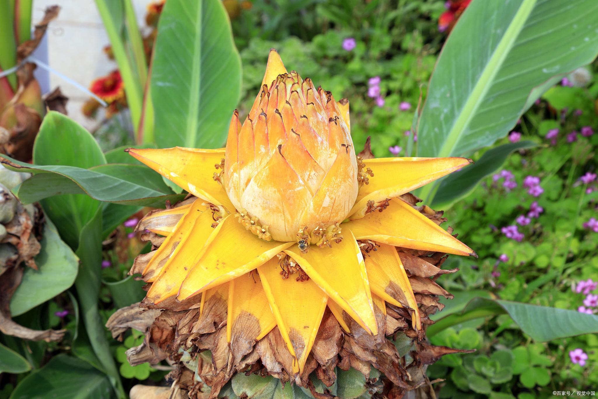 象征高贵的花，清冷而高贵的花（养在家里气质不凡）