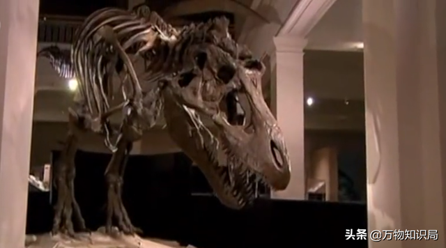 科学家用鸡的基因复活恐龙，鸡中霸王 鬼谷