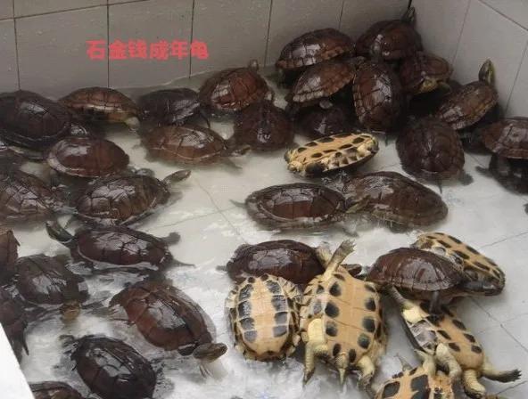 如何喂养地图龟，乌龟地图怎么养（便宜又能提高饲养技能的）