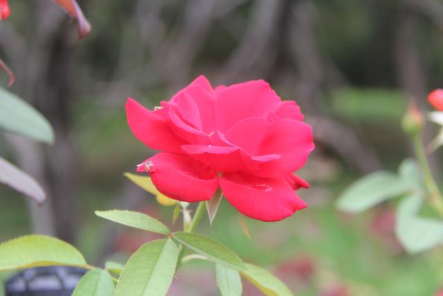 笑而不答意思，笑而不答<诗歌五首>张新贵