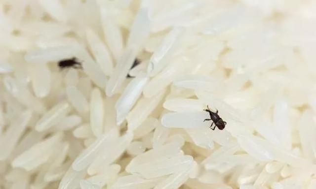 昆虫类有哪些动物，昆虫的天敌有哪些动物（农村常见的十二种虫子）