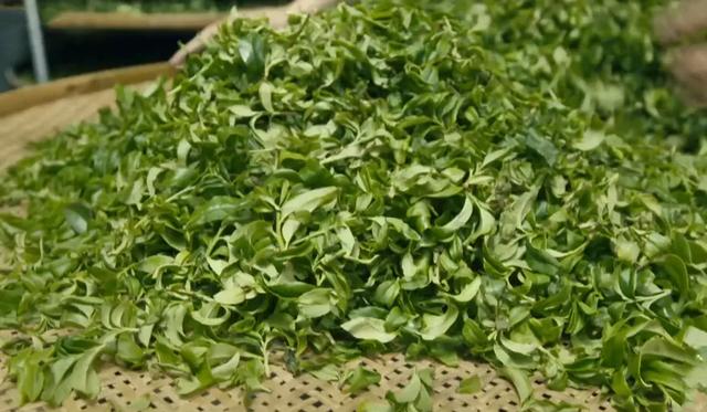 凤凰单丛茶的品种分类，凤凰单丛茶有几种品种（凤凰单丛十大香型）