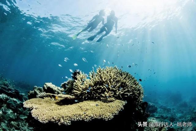 香兰叶的种植方法，香兰怎么种植（你准备迎接美好盛夏了吗）