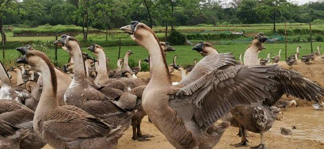 大雁和鹅的区别，大雁和鹅的区别是什么（鹅的真实面貌超出大家的想象）