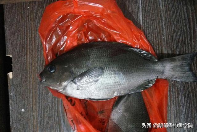 黑毛鱼是什么鱼，黑毛鱼的摄食习性和垂钓技巧