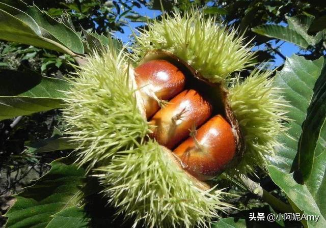 溧阳有哪些特色小吃，溧阳传统美食（“散装”江苏的特产也带着散装属性）