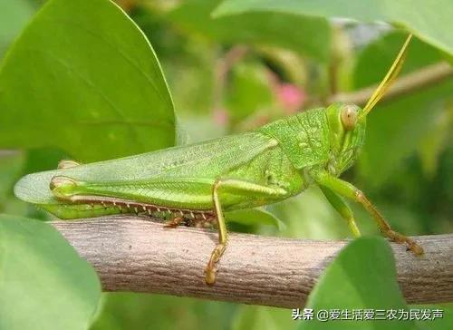 九香虫怎么养好，九香虫的生长环境（十种不被待见的昆虫）