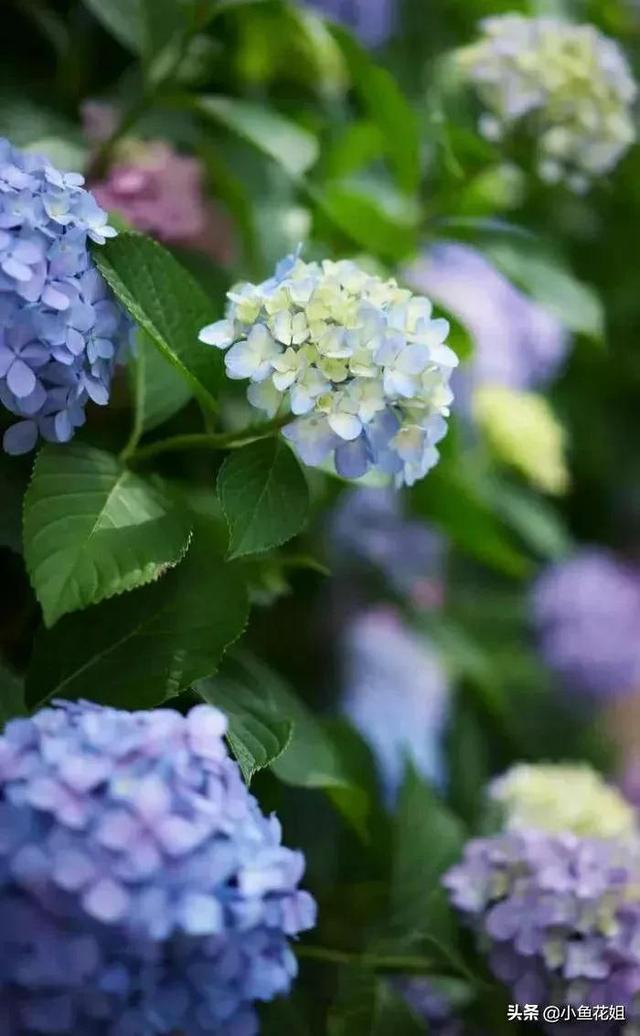 母亲节送什么花，母亲节送什么花最适合（能送给母亲的花不只是康乃馨）