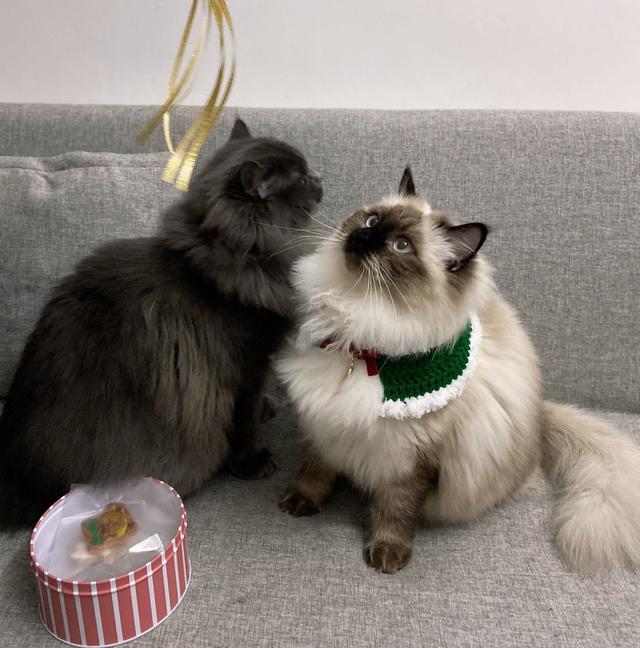布偶猫的重点花色是有什么特点，布偶猫花色傻傻分不清楚