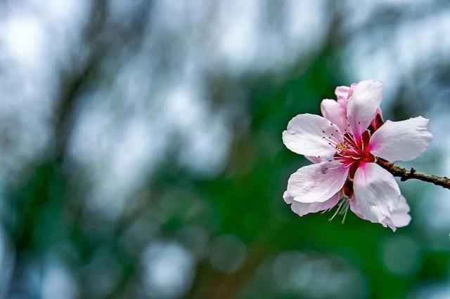 红楼梦好词好句，红楼梦的好词好句（读懂《红楼梦》的这10句名言）