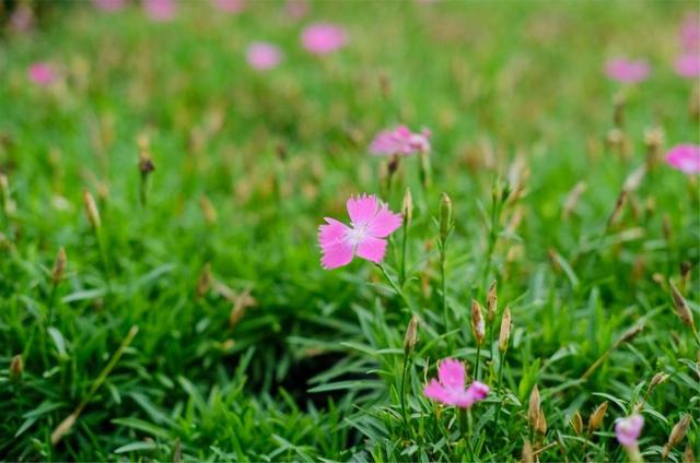 花的代表意义有哪些白色的，白色花代表什么意义（大胆、女性美、纯洁的爱——石竹花）