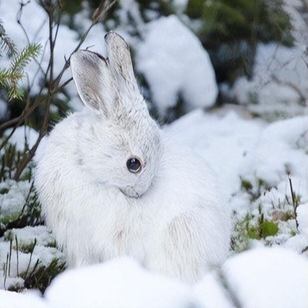 雪兔图片大全大图图片