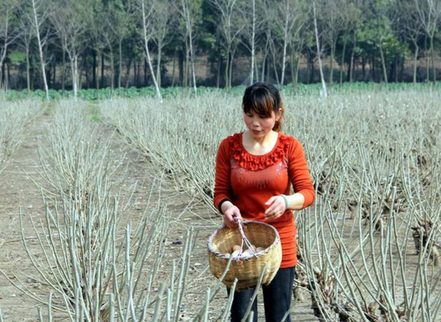 肥水不流别人田，所谓肥水不流外人田什么意思（65岁大妈：肥水不流外人田）