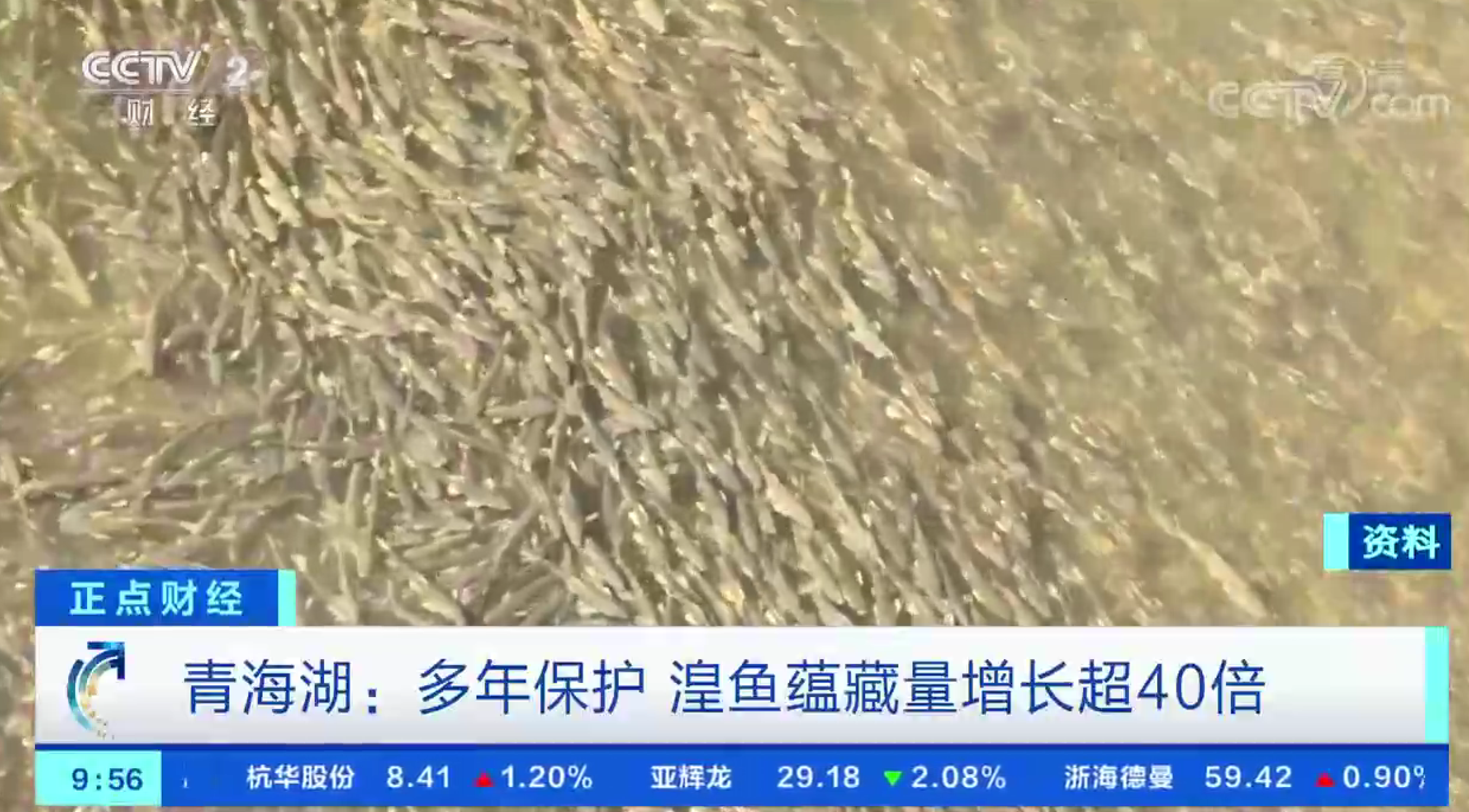 青海湖的鱼(青海湖裸鲤图片)