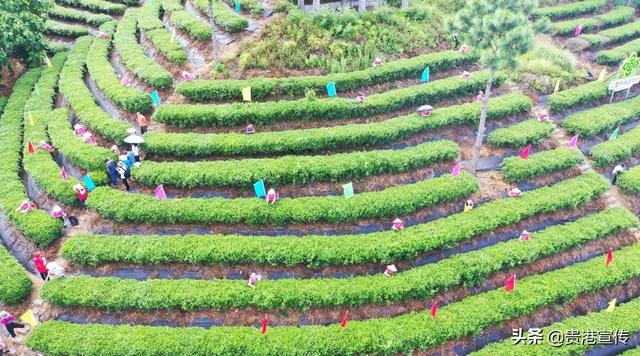 覃塘毛尖的冲泡方法，贵港覃塘毛尖（贵港市这地一产业“出圈”）