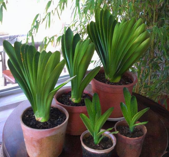 大花君子兰，君子兰开花条件（君子兰冬天要“富养”）