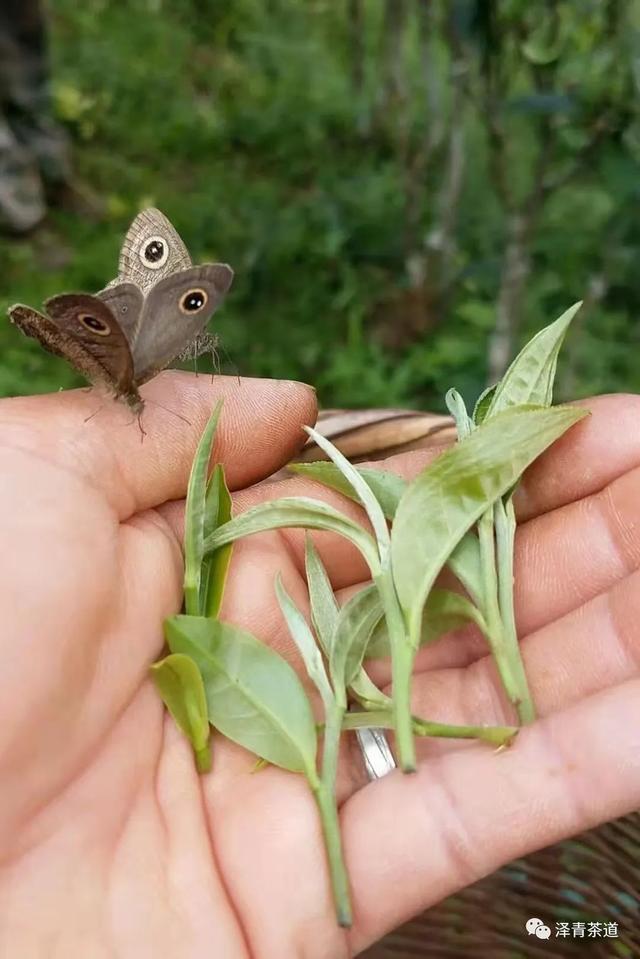 倚邦普洱茶特点，倚邦普洱茶特点口感（普洱茶的冷知识—普洱茶之最）