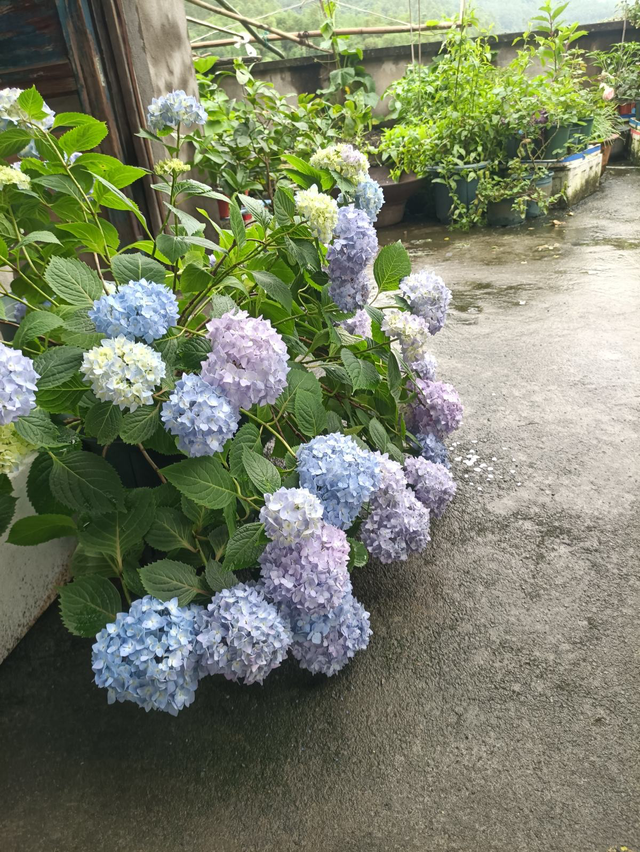 无尽夏绣球养护，无尽夏绣球种植方法（养无尽夏注意5要点）