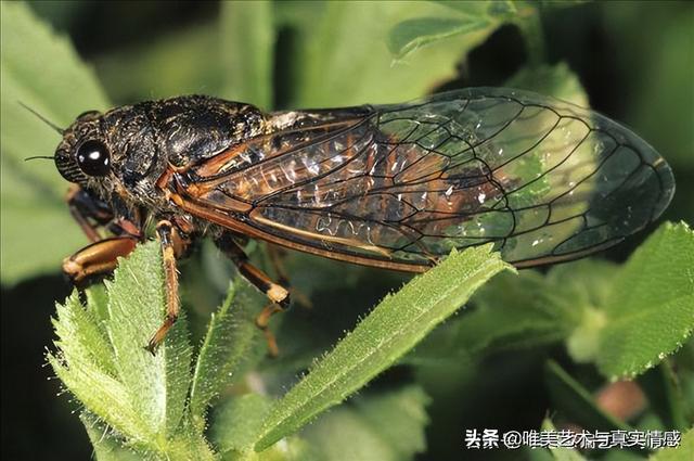 玉蝉吊坠的寓意是什么，玉蝉的寓意是什么（蝉除了寓意“知足常乐”还象征“爱情久长”）