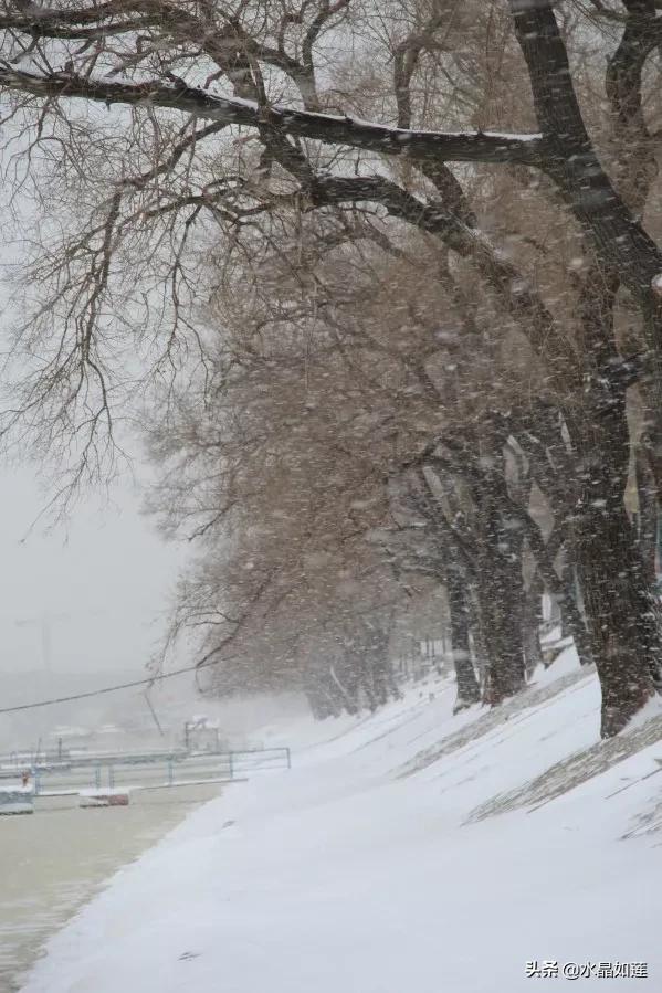 10种代表春天的动物，春天的动物有哪些（塞北动植物们话辛丑牛年时节）