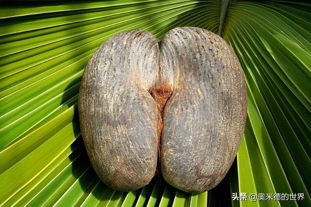 塞舌尔是哪个国家，塞舌尔在哪里（非洲唯一高收入“塞舌尔”是个怎样的国家）