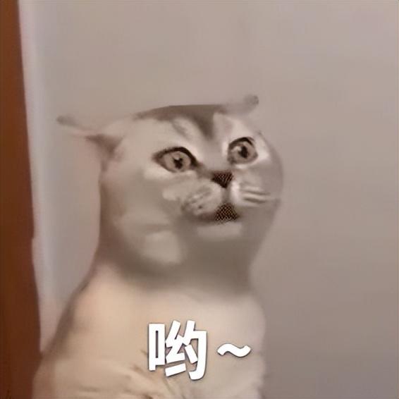 好看的表情包(10000种表情包图片大全)