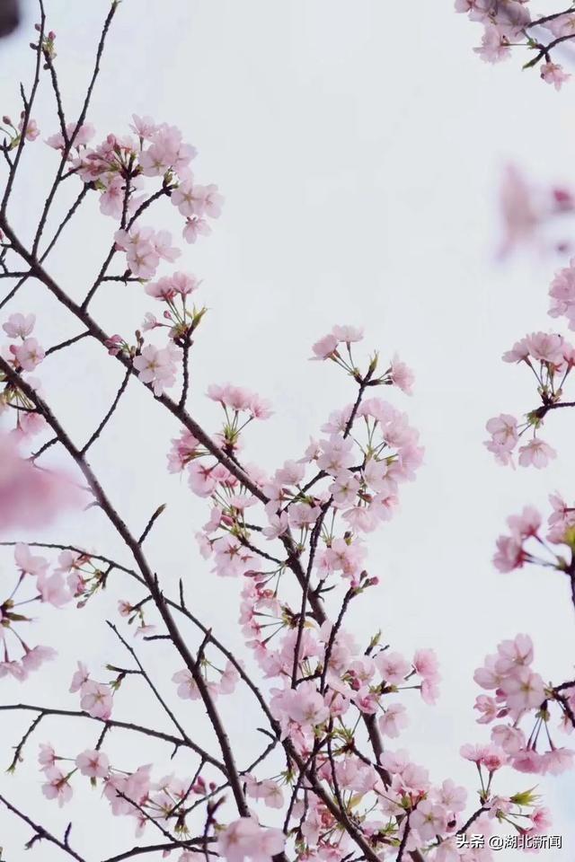 武汉市花是什么，武汉什么花是市花（三月的湖北全是花花花花花花）