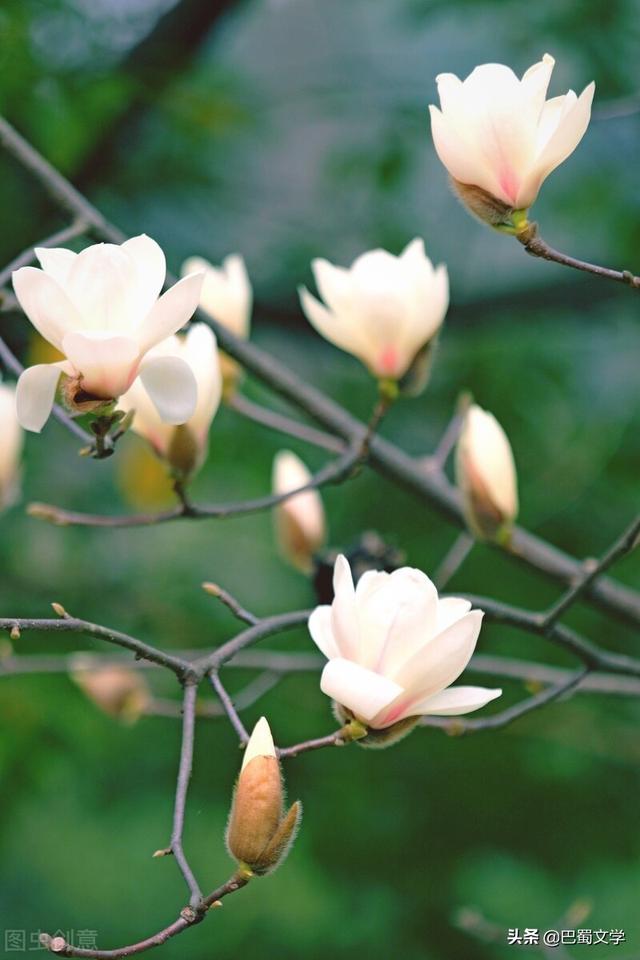 春天的事物（散文：春天的那些事情）