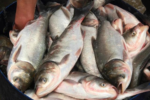 30种最常吃的家常鱼图片，多种常吃的家常鱼做法（中国十种常见的食用鱼）