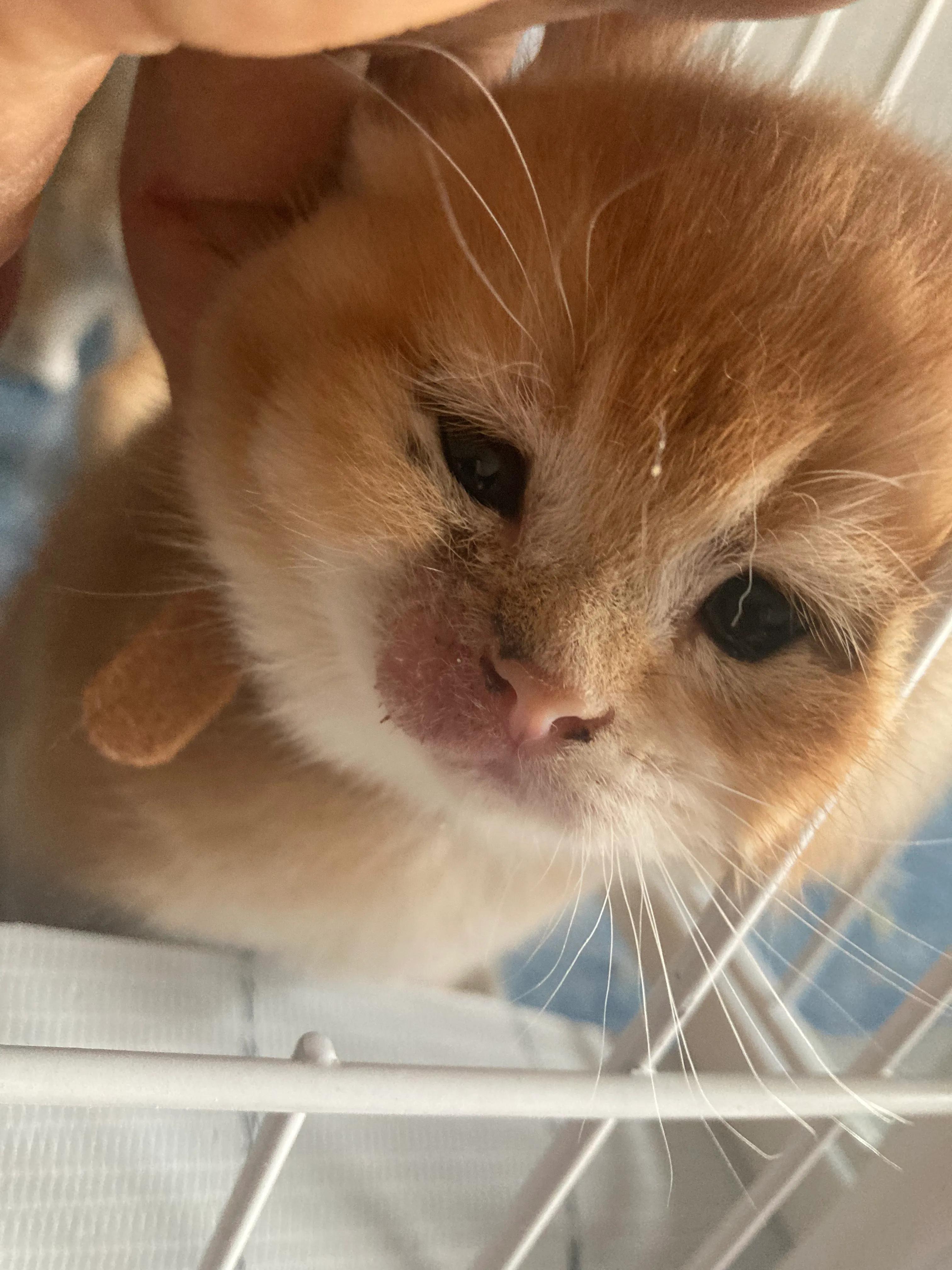 猫藓和猫螨虫有啥区别(养猫常碰到的猫藓和螨虫处理心得) - 生活百科