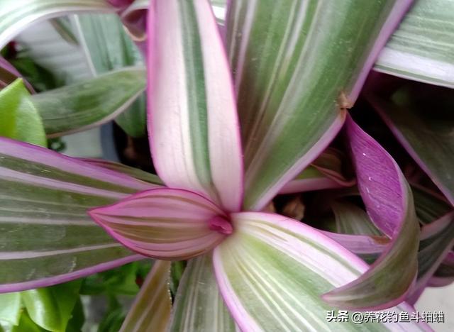 紫背万年青的养殖方法，紫背万年青怎么养殖（随手拍张照片就是一幅画）