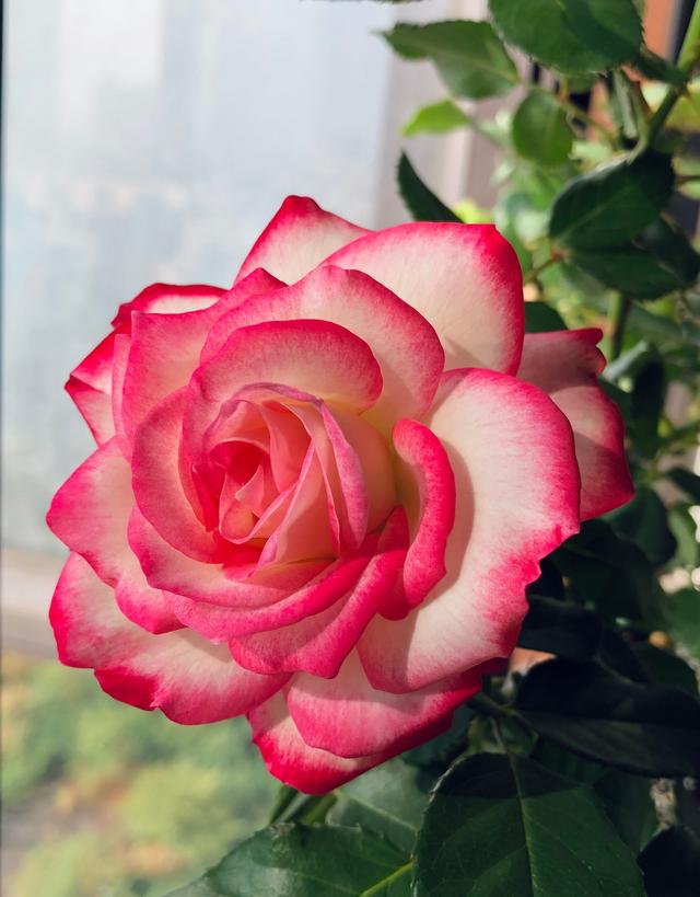 欧洲月季花怎么养直,欧洲月季花怎么养直枝条(就养"摩纳哥公爵")