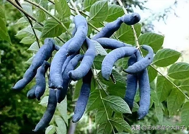 世界上最恐怖的水果，世界上最恐怖的水果图片（名字太“奇特”）