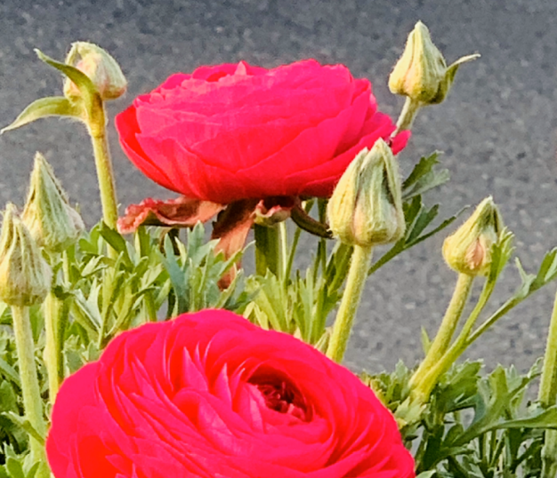 花毛茛如何种植，花毛茛怎么种（比月季还好看、好养）