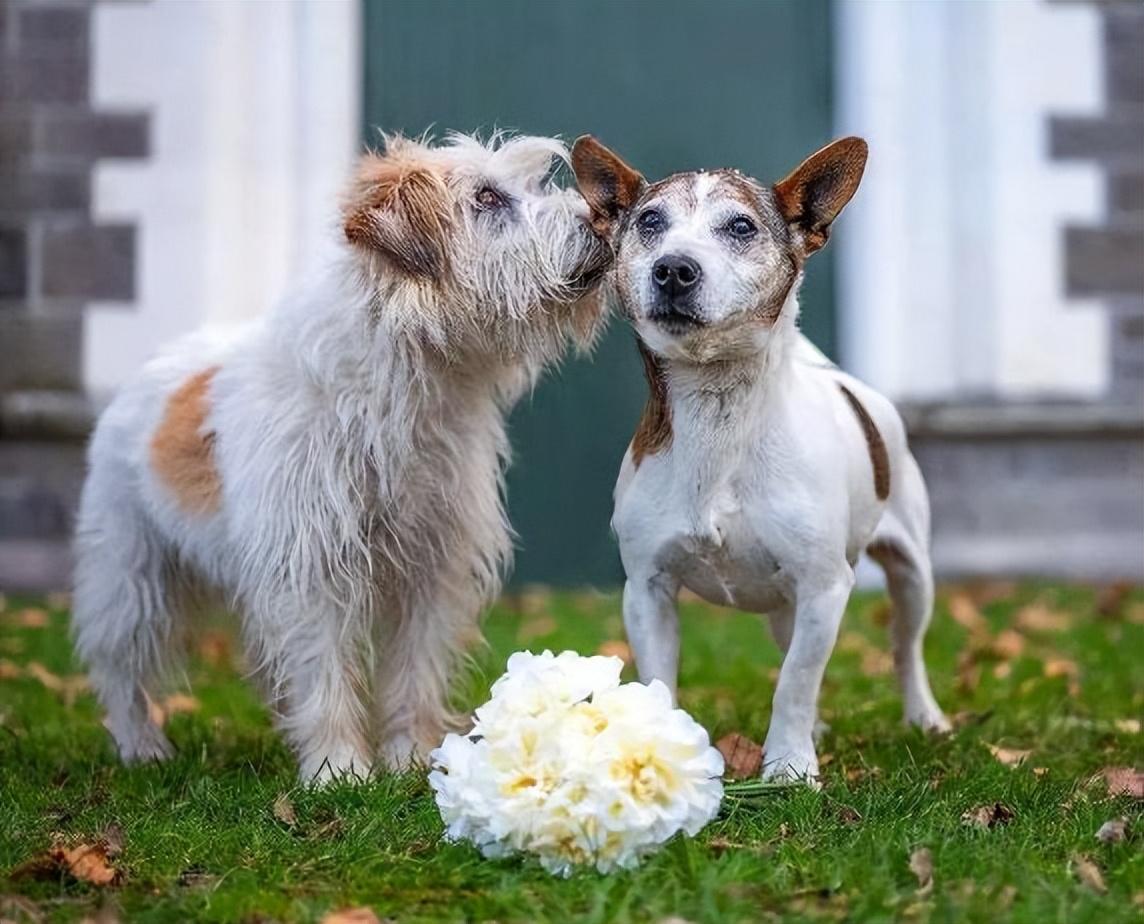 犬闹狗 多少天配狗 闹狗多长时间能带崽