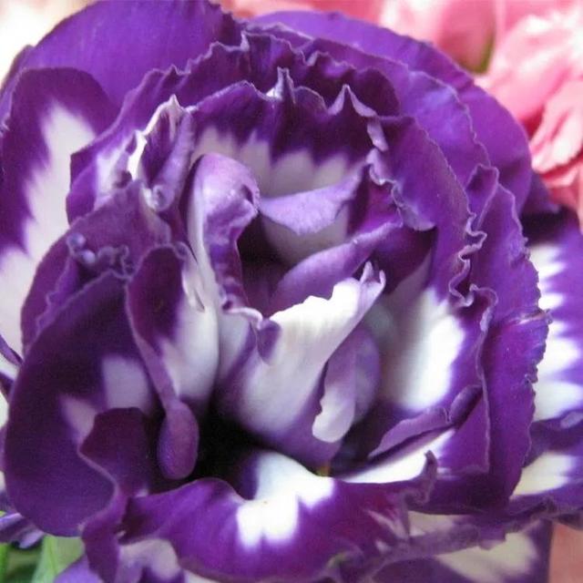 粉色桔梗花的花语是什么，粉桔梗的花语和寓意（花色各不同。同样皆美丽）