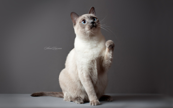 猫咪的品种有哪些，什么猫咪好看又好养