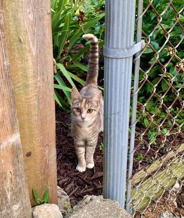 世界上最漂亮的猫，世界上最好看的猫品种（每只都让人忍不住想吸呀）