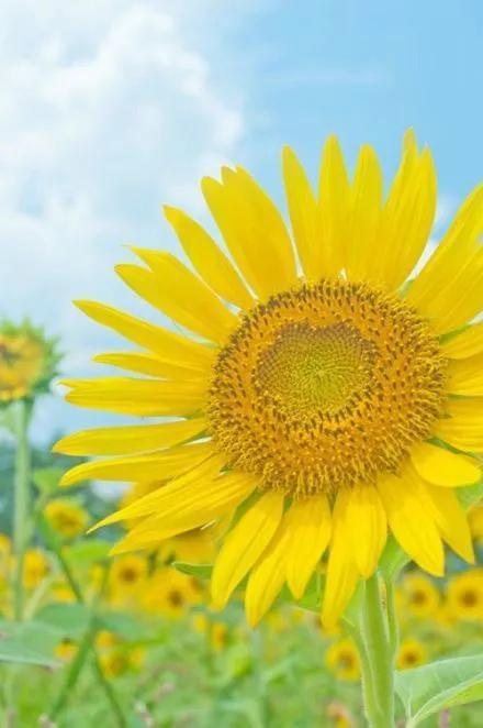 向日葵长什么样，向日葵的茎是什么样的（分享图片，生机勃勃的向日葵）