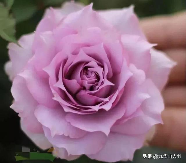 红帽子月季的品种介绍和养殖方法,小红帽月季有几种颜色(常见丰花月季